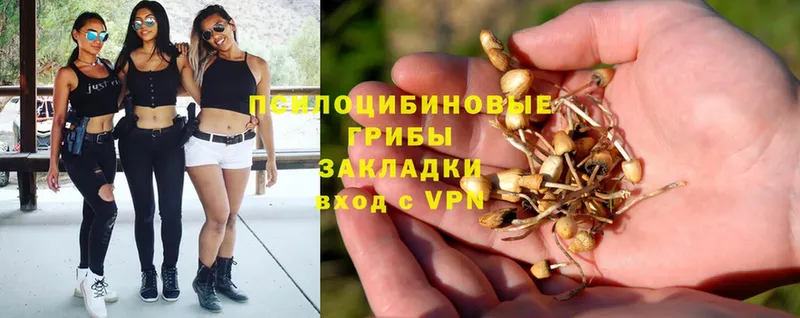 Галлюциногенные грибы Psilocybe Краснозаводск